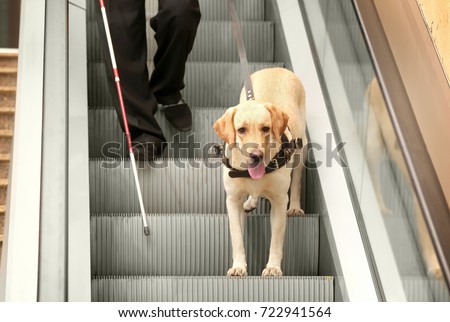 Blind man with guide dog on escalator
