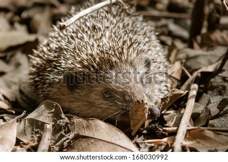 small hedgehog in the foliage