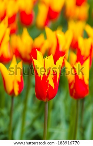 Fire tulips hybrid. Shallow DOF.