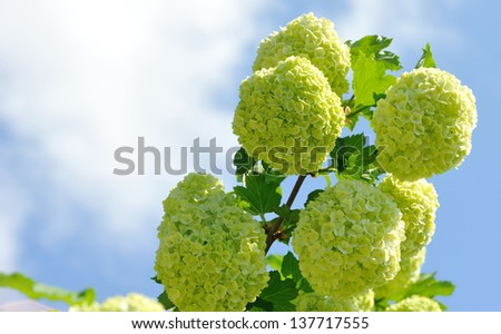 Bush with large round flowers on  background of blue sky.