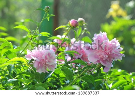 Peony flower soft pink color on a background of green leaves