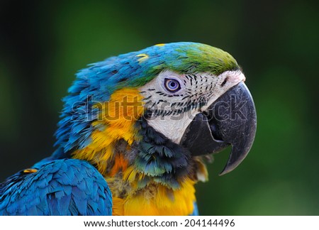 Close-up of Blue-and-Yellow Macaw, Ara ararauna, green background. Portrait of a parrot on blurred background