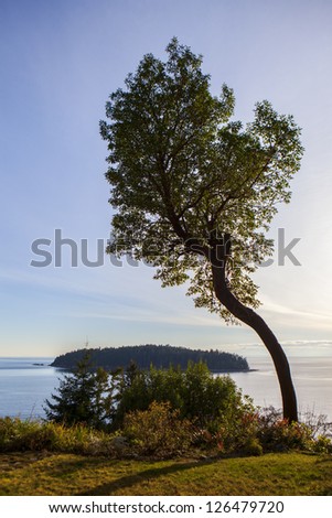 Big tree overlooking coast in canada over big cliff