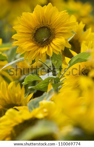 One sunflower in focus amongst a crowded field of sunflowers - with a Bee