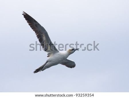 A Gannet