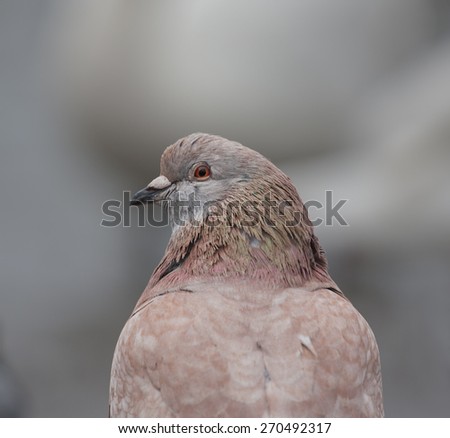 Head of a pigeon