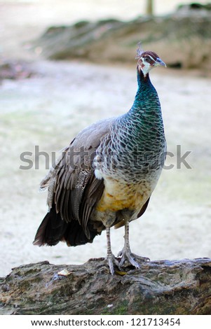 Beautiful female peacock. peahen