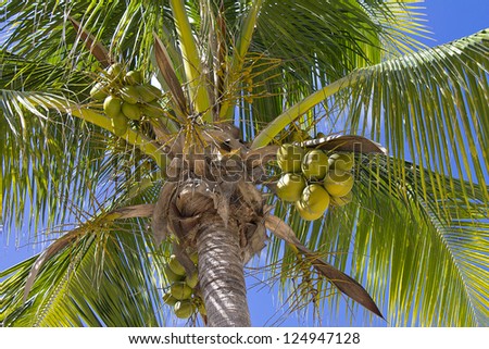 Coco nut tree