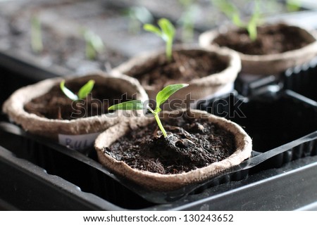 Garden Grow Vegetable. Eco. Germinacion