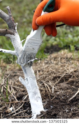 SPRING protection of fruit trees in the garden. whitewashing trees