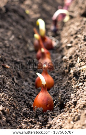Plants  sowing