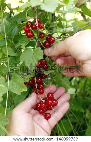 Woman\'s hand pick a bunch of redcurrant