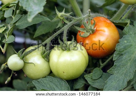 Fields vegetable - Red and green tomatoes grow on twigs
