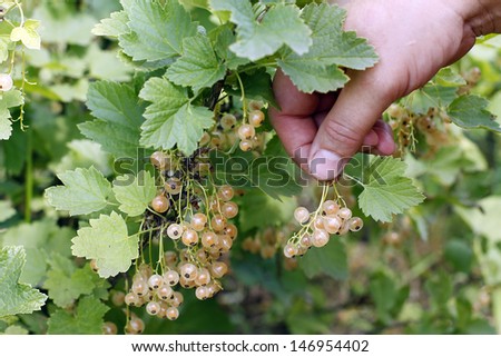Woman\'s hand pick a bunch of  white currant
