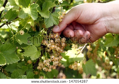 Woman\'s hand pick a bunch of  white currant