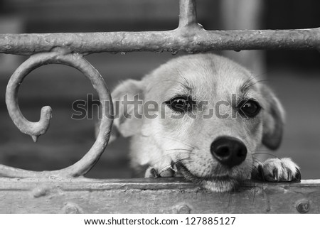 Curious dog image of black and white