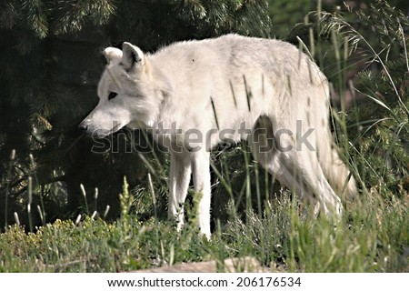 White wolf in Yellowstone national park