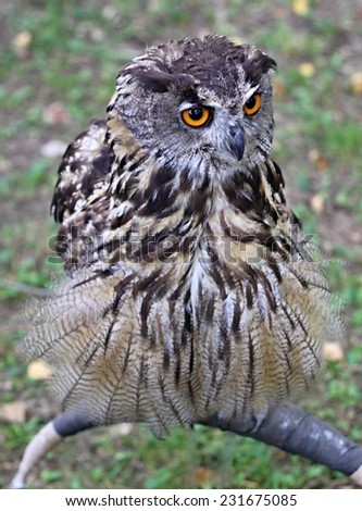 Great Horned Owl Portrait with golden eyes