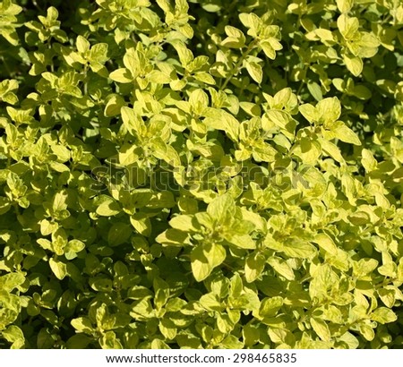 Close up of fresh oregano on small plant in the garden