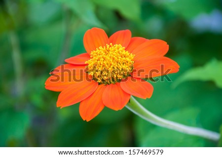 Zinnia is a single flowering season. The trunk is about 2 feet tall, hairy leaves with sharp edges, smooth leaves, stem, flowers have many colors like red, pink, white, orange