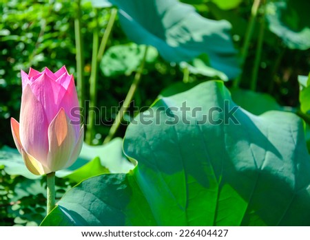Nelumbo nucifera or Pink lotus flowers are blooming of the sun light in the morning.