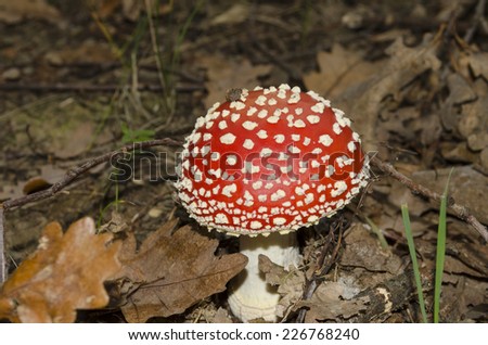Young fairy mushroom