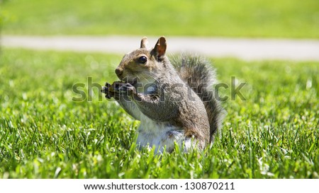 Typical squirrel of American parks. Squirrels are indigenous to the Americas, Eurasia, and Africa and have been introduced to Australia.