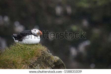 Puffin sea bird on a cliff against defocused background