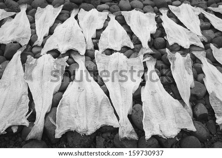 Open codfish drying over stones black and white
