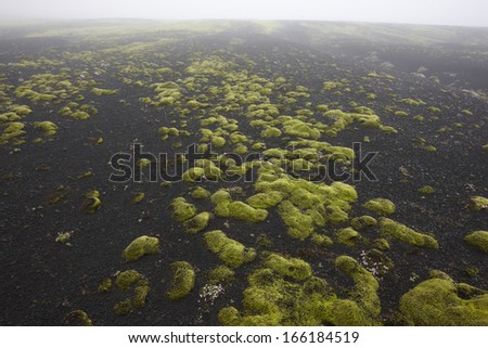 Volcanic landscape with moss and dark ground in Lakagigar, Iceland South area