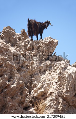 Black goat in a rock. Crete. Greece. Vertical