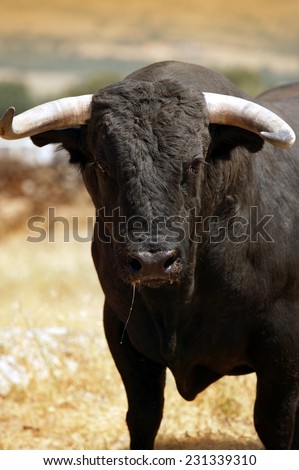 Fighting bull in the countryside. Spain. Vertical format