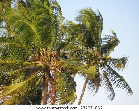 Palm trees over a blue sky. Brazil. Horizontal format