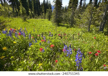 Landscape with forest in British Columbia. Mount Revelstoke. Canada. Horizontal