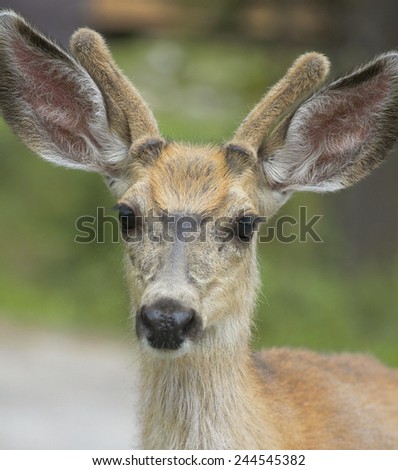 Red deer head with green background. Jasper. Canada. Vertical