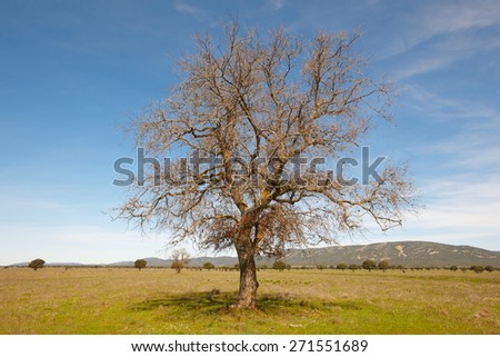 Lonely deciduous tree in a mediterranean meadow landscape. Cabaneros, Spain. Horizontal