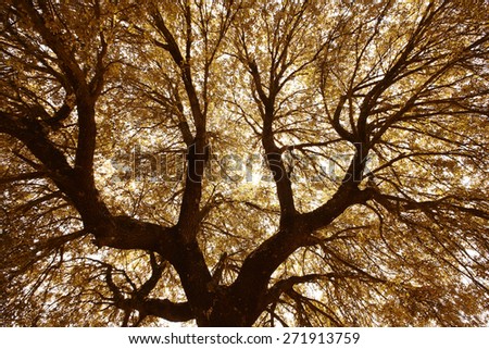 Oak holm branches and leaves in warm tone, Spain. Horizontal