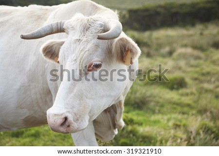 White grazing cow head with green background landscape in Azores, Portugal. Horizontal