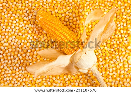 Ear of corn on a background of corn kernels