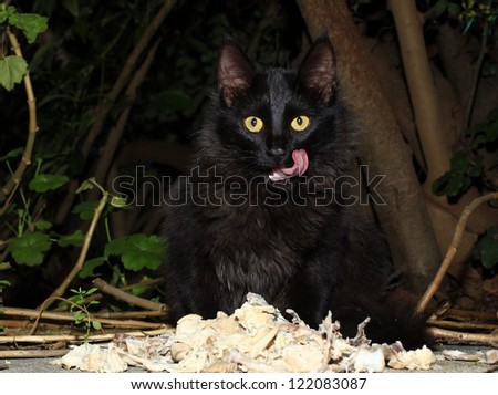 Black cat eating chicken