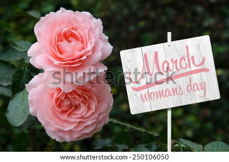 two roses in a figure 8 in the garden on a dark green background. International Women\'s Day. Eighth of March. Spring.