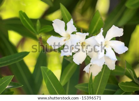 stock photo White Oleander Nerium Oleander closeup