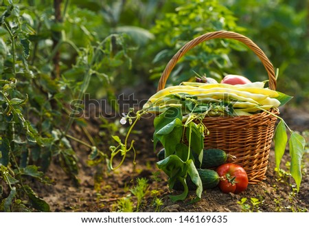 A harvest of season vegetables in a wicker basket