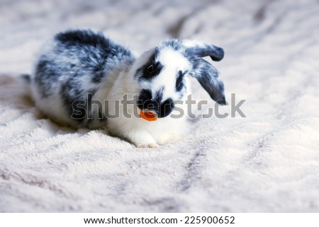 Rabbit on a fluffy blanket eats carrots