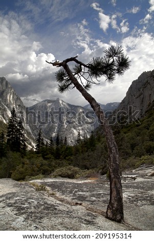 Bonsai pine and glacial valley, Kings Canyon National Park