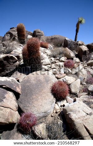 Barrel cactus patch, Joshua Tree National Park