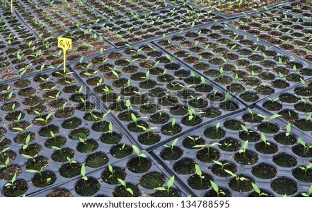 little plants in greenhouse flowerpot school laboratory experiment