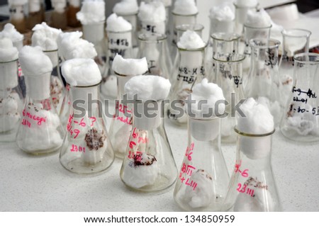fly of vinegar in vitro genetic engineering laboratory experiment