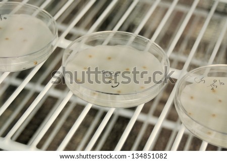 little plants in vitro genetic engineering laboratory experiment