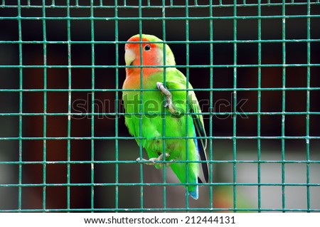Agapornis Lovebird green bird colored small parrot in a zoo cage